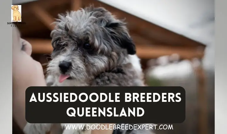 Aussiedoodle Breeders Queensland