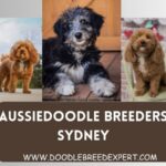 Aussiedoodle Breeders Sydney