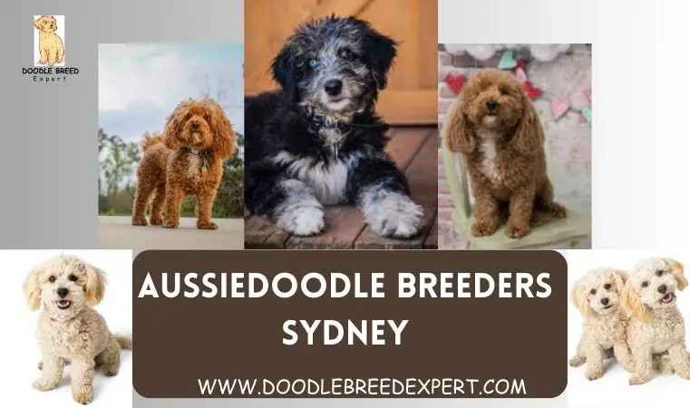 Aussiedoodle Breeders Sydney