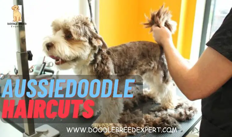 Aussiedoodle Haircuts