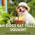 Can Dogs Eat Yellow Squash?