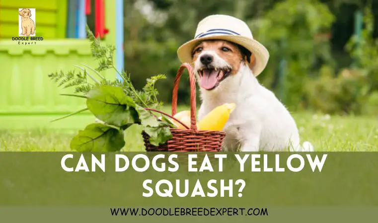 Can Dogs Eat Yellow Squash?