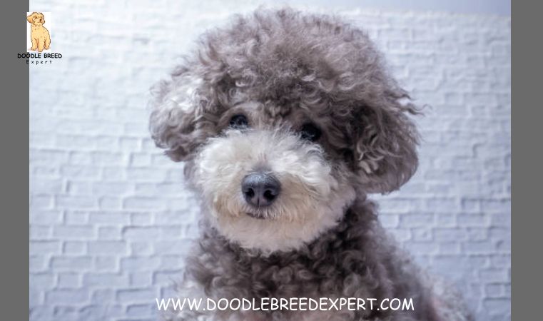 Cute Aussiedoodle Breeders in New South Wales
