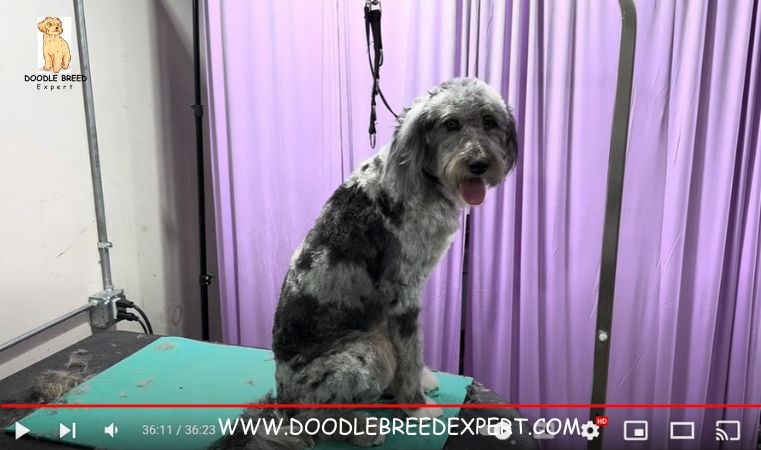 Kennel Aussiedoodle Haircuts