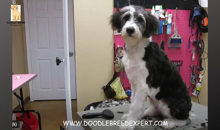 Terrier Aussiedoodle Haircuts