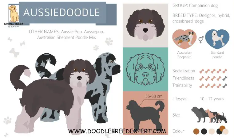 Aussiedoodle breed