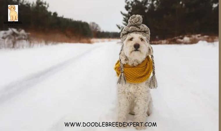 Aussuedoodle enjoying snow