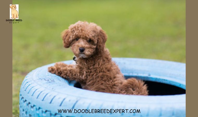 Beautiful Aussuedoodle