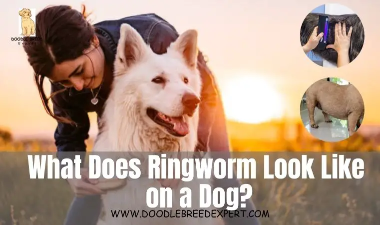 What Does Ringworm Look Like on A Dog