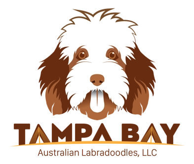Tampa Bay Labradoodles