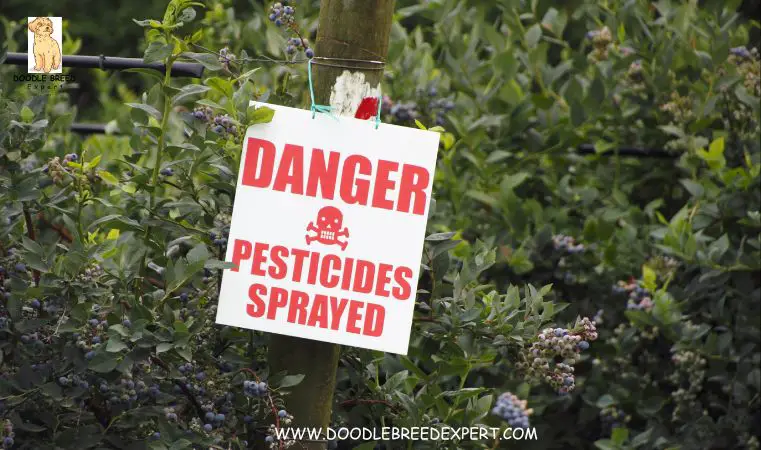 Danger of Roundup for dogs