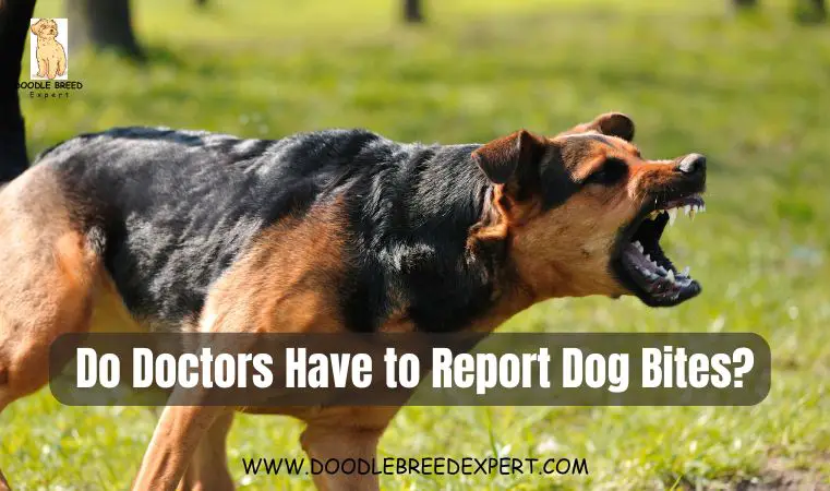 Do Doctors Have to Report Dog Bites