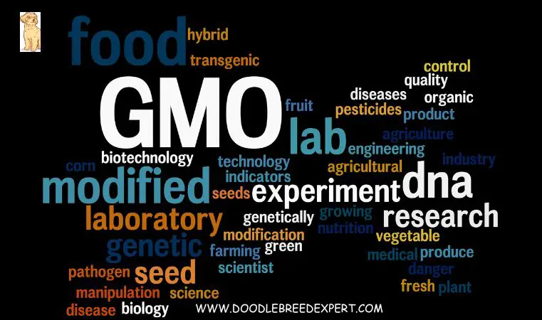 GMO food for dogs