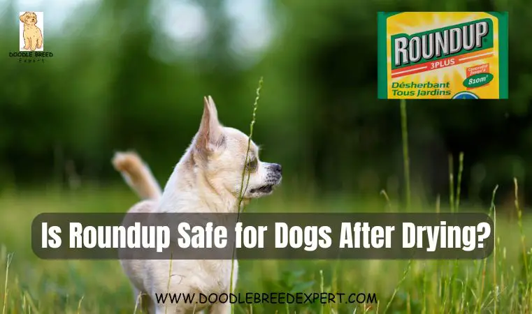 Is Roundup safe for dogs after drying