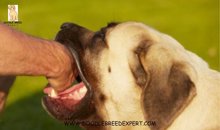 Dog biting owner