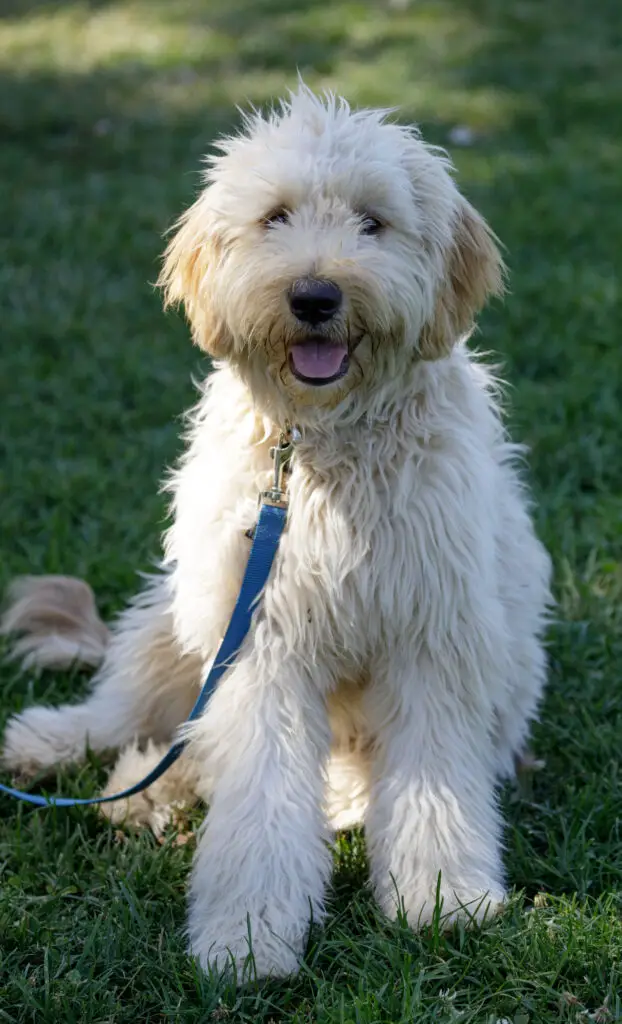 Adorable Aussiedoodle