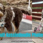 Adult Aussiedoodle Photos