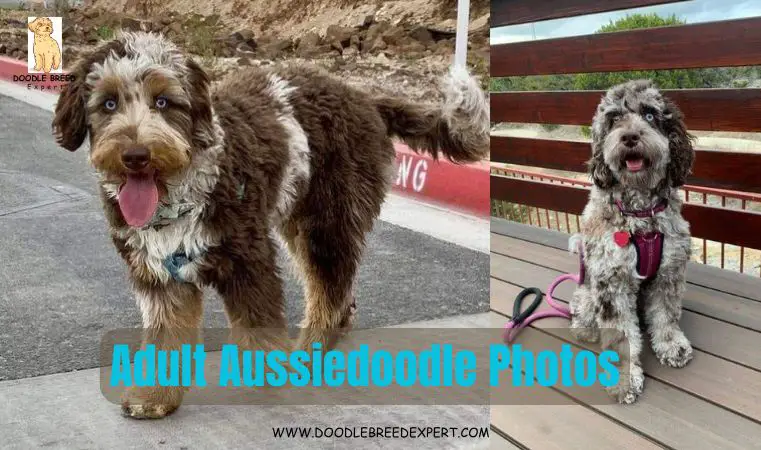 Adult Aussiedoodle Photos