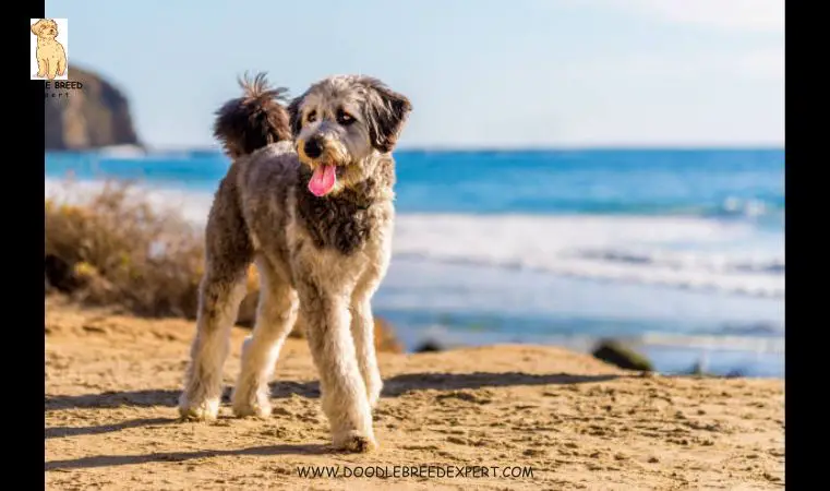 Aussiedoodle