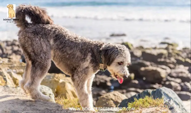 Aussiedoodle Breeders in Alabama