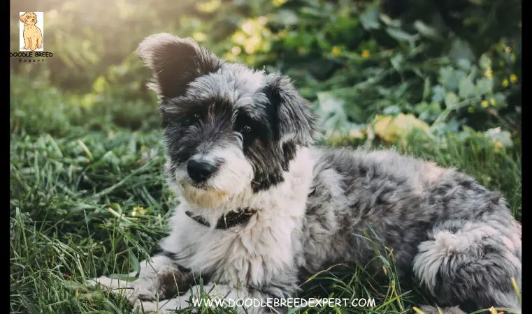 Aussiedoodle Breeders in Colorado