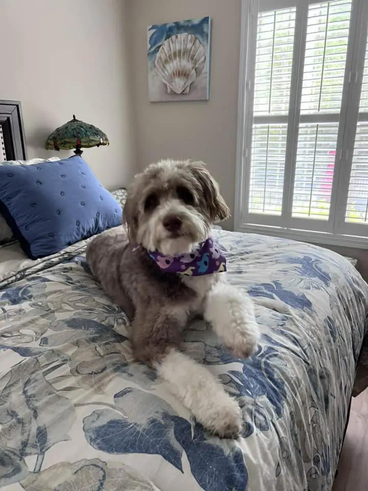 Aussiedoodle on Bed