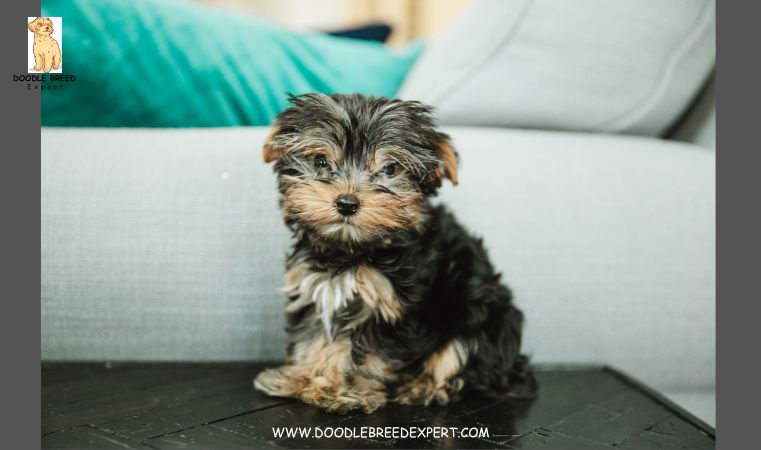 Aussiedoodle with Straight Hair