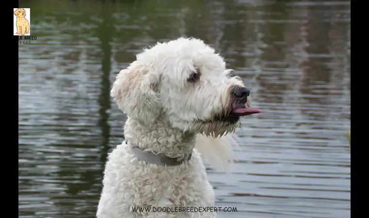 Australian Labradoodle