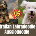 Australian Labradoodle vs Aussiedoodle