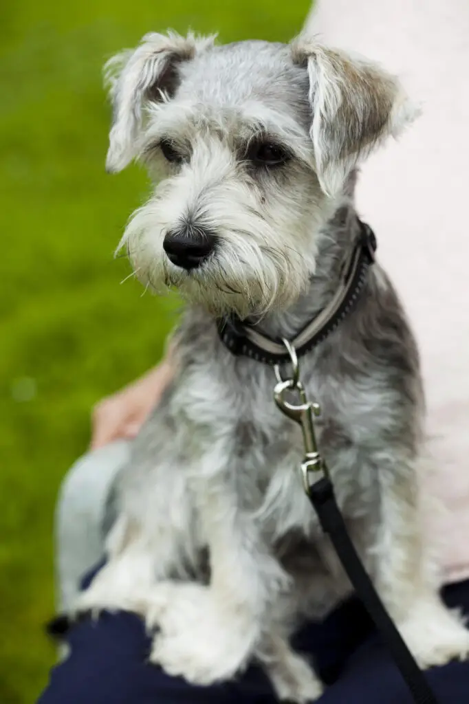 Awesome Aussiedoodle