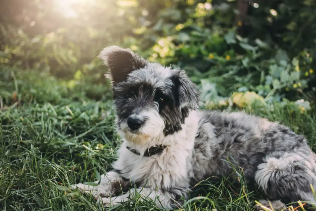 Beautiful Aussiedoodle