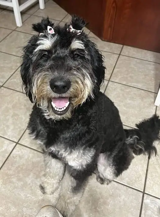 Black Phantom Aussiedoodle