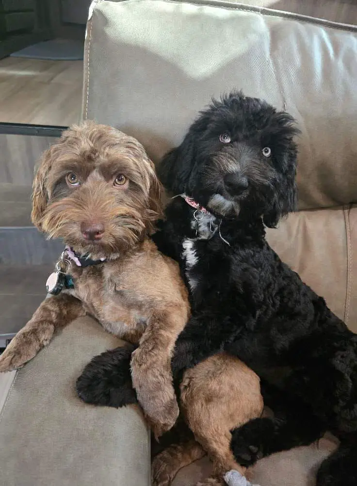 Black and Brown Aussiedoodle