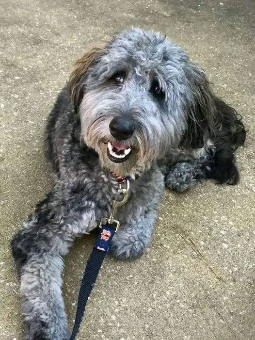 Blue Merle Aussiedoodle