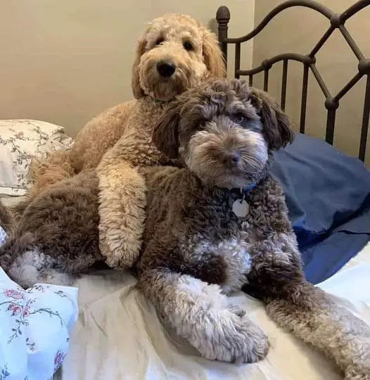 Brown Aussiedoodles