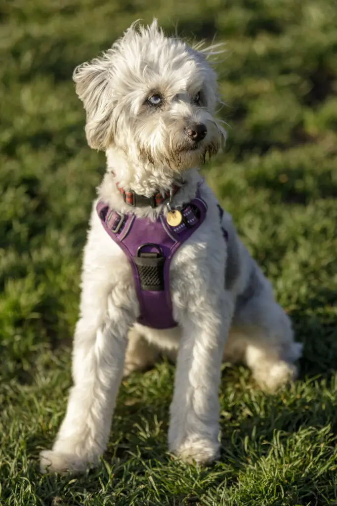 Cute Aussiedoodle