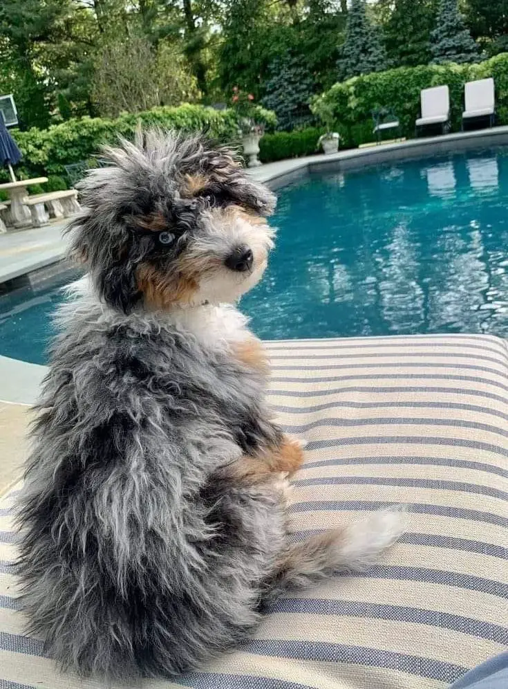 Grey Aussiedoodle