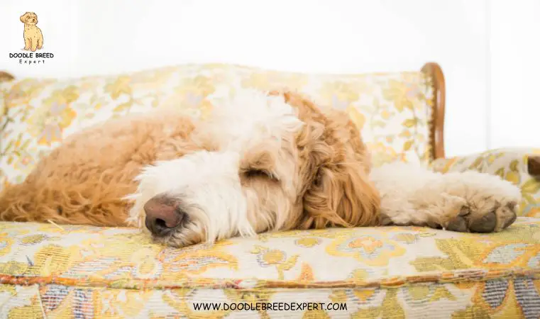 Bernedoodle sleeping in California 