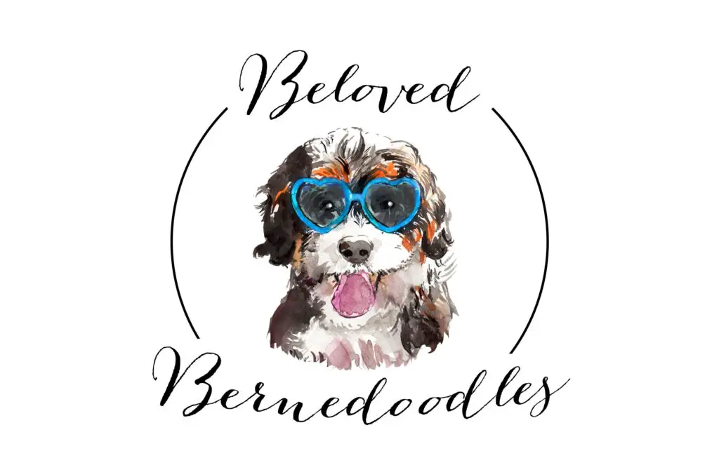 Beloved Bernedoodles California