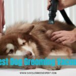 Best Dog Grooming Vacuum