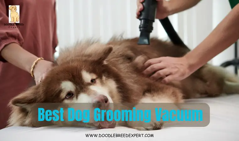 Best Dog Grooming Vacuum