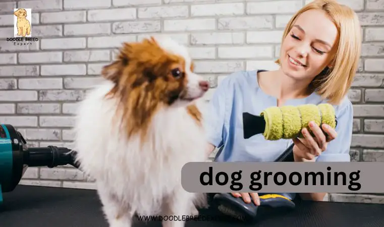 dog grooming vacuum