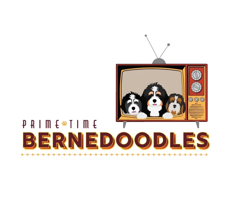 Prime Time Bernedoodles Florida