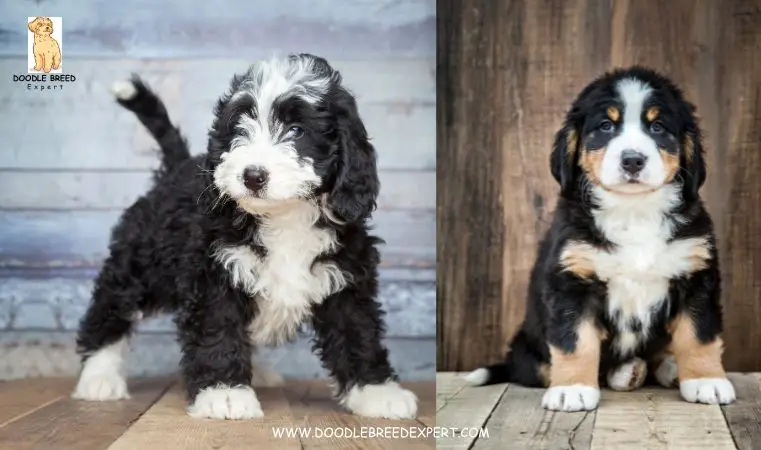 Beautiful Bernedoodle Breeders in Florida