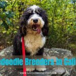 Bernedoodle Breeders in Florida