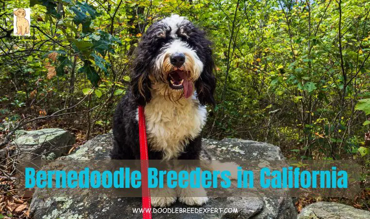 Bernedoodle Breeders in Florida