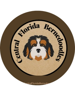 Central Florida Berndoodles