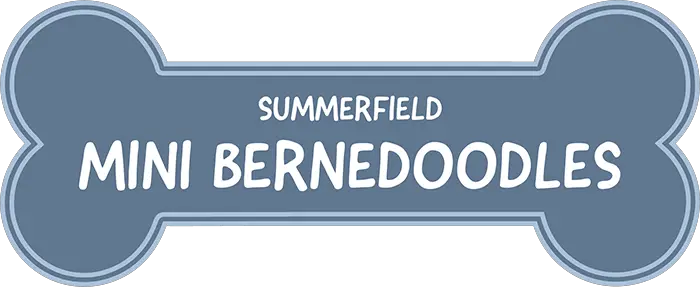 Summerfield Mini Bernedoodles Florida