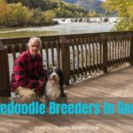 Bernedoodle breeders in Georgia