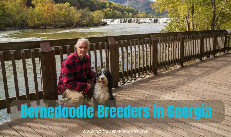 Bernedoodle breeders in Georgia